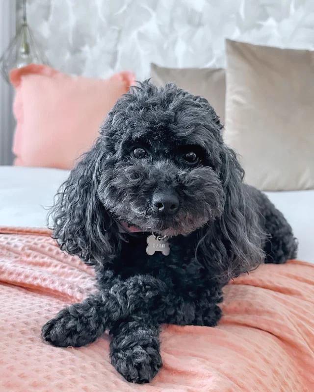 A minha Escudeirinho Kami 🐩🖤
.
.
.
.
.
.
.
.
#pet #petinfluencer #influencer #petinfluencers #dogs #cute #pets #lovedogs #amor #petinfluencermarketing #adventuredogs #talenteddogs #puppers #dogsonadventures #pet #dog #doginfluencer #influencer #ilovemydog #dogmodel #poodletoy #canichetoy #poodle #poodletoy #poodles #instapoodle #poodlelover #poodlelove